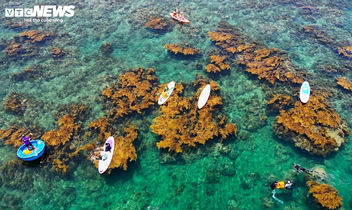 Thick clusters of seaweed sway gently on submerged rocks, shimmering under the summer sun like a golden forest beneath the sea.