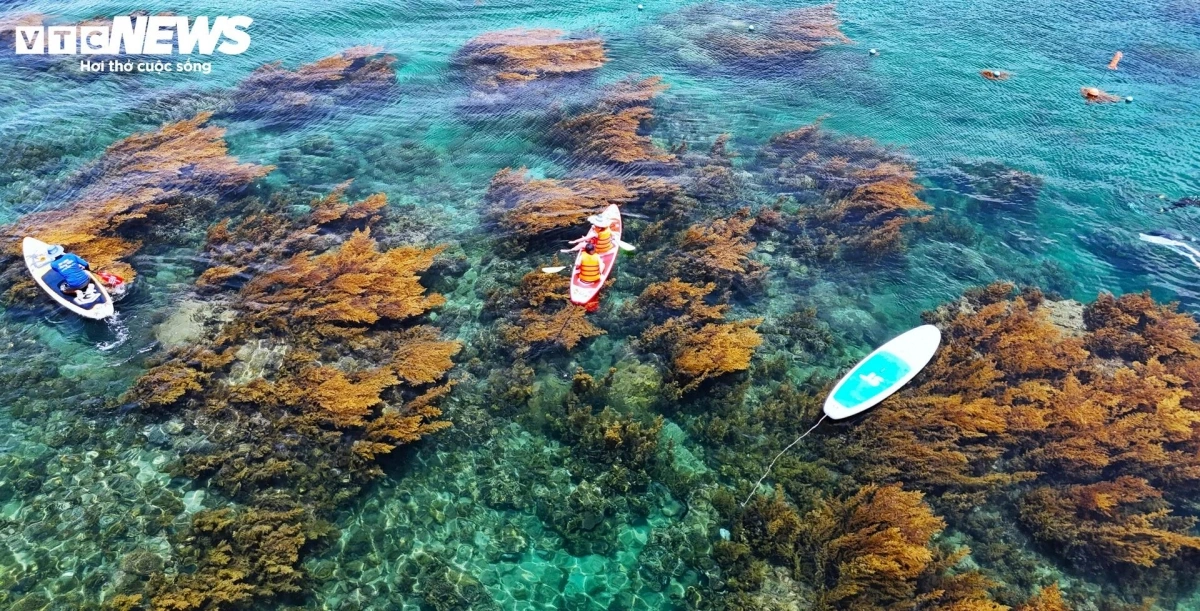 When the sun is high, the transparent water reveals soft, golden ribbons of seaweed dancing with the current.