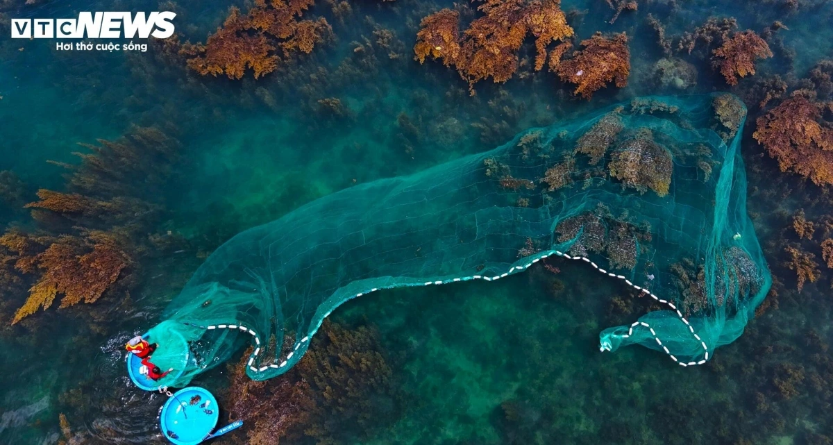 The blooming seaweed season creates an ecosystem for fish, shrimp, sea turtles, and others to reproduce and grow.