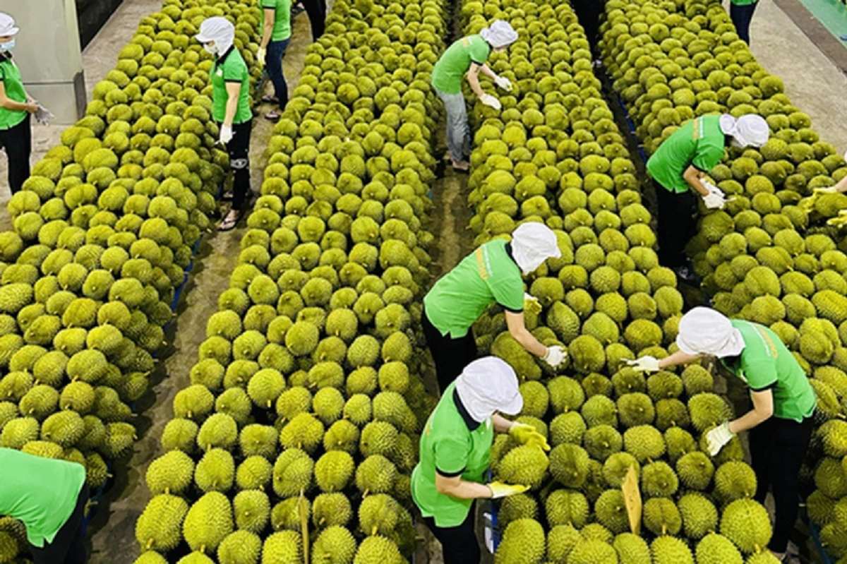 Kim ngạch xuất khẩu rau quả giảm mạnh