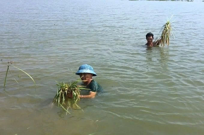 Xã Trung Chính đã từng bị thiệt hại hơn 80ha lúa, trong đó có 63ha bị ngập sâu trong trận lũ lụt năm 2022