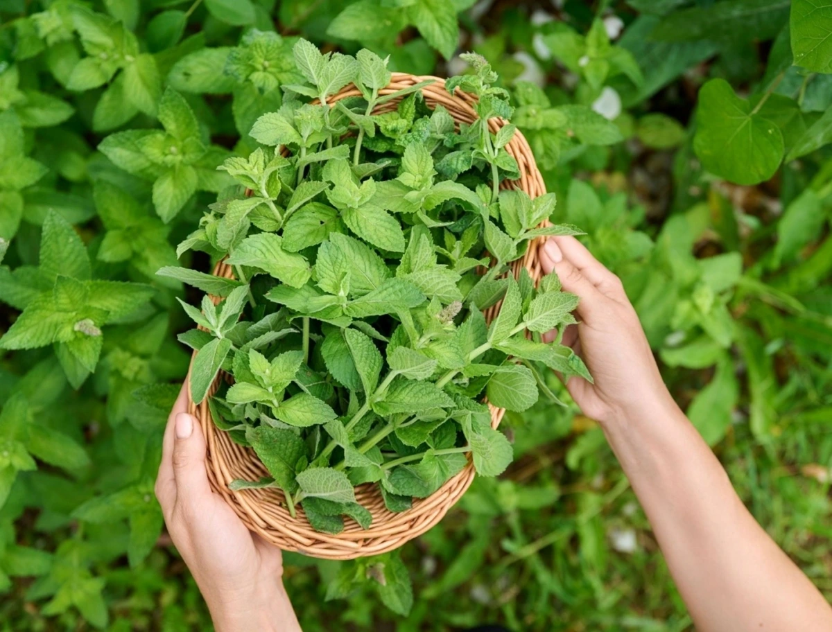 Lá bạc hà có thể đem đến loạt lợi ích đáng kinh ngạc cho sức khỏe. Ảnh: Getty Images