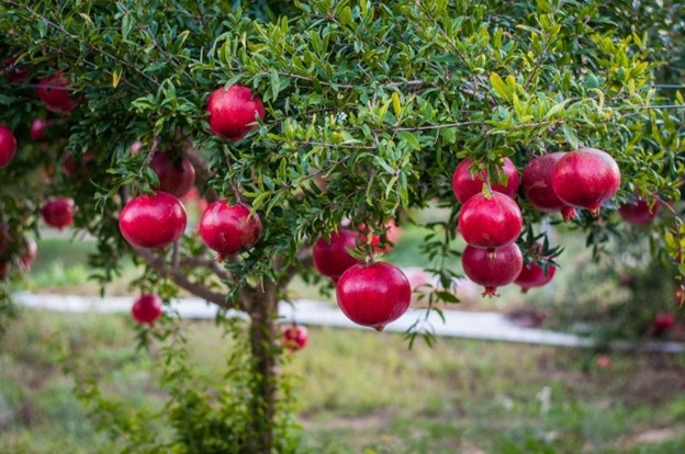 Quả lựu được coi là "siêu trái cây" cực tốt cho sức khỏe. Ảnh: Carbethplants