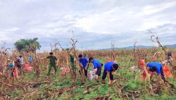 Sáng 23/7, Đội hình tình nguyện của xã Lương Sơn phối hợp cùng các lực lượng chức năng của địa phương hỗ trợ người dân thu gom hoa màu ở vùng bãi sông Lam, tiến hành vận chuyển hoa màu đến nơi cao ráo, an toàn.