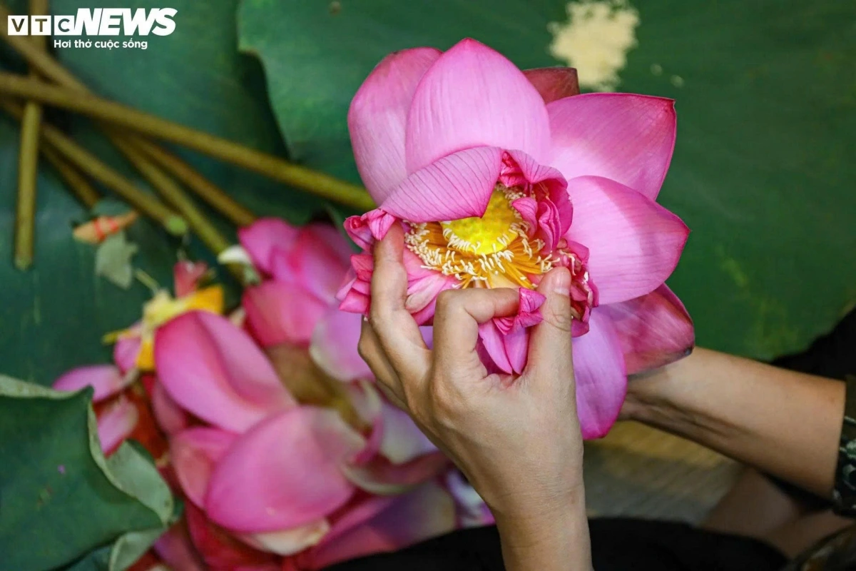 Hoa sen bắt buộc phải được thu hoạch khi trời vừa mờ sáng vì đây là thời điểm tỏa hương nhiều nhất.