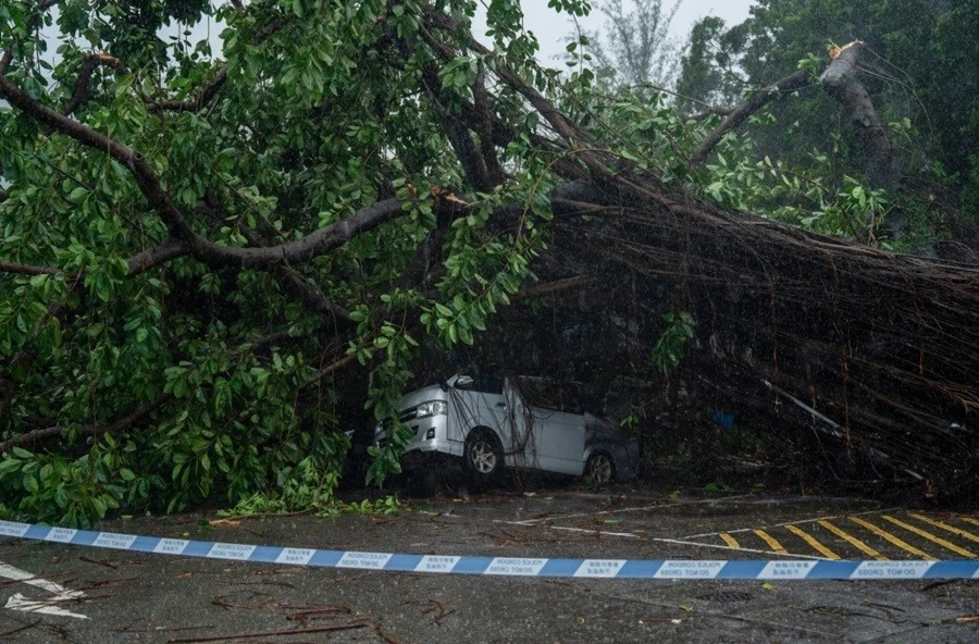 Cây đổ do bão Wipha ở Hong Kong (Trung Quốc) ngày 20/7. (Ảnh: Vernon Yuen/ AP)