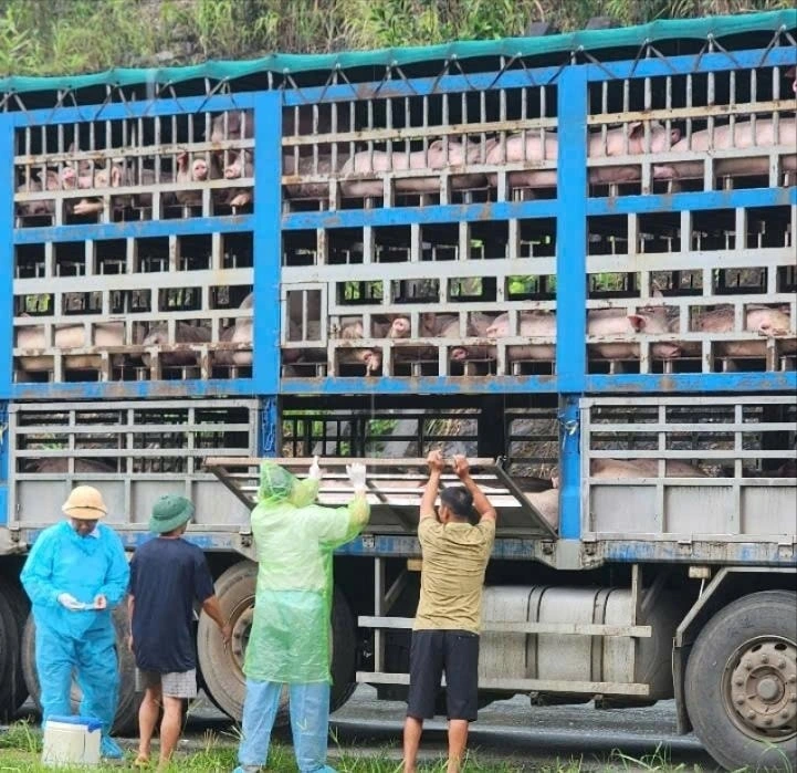 Chiếc xe chở lợn bị dừng kiểm tra và phát hiện số lợn nhiễm bệnh dịch tả Châu Phi. Ảnh: PV