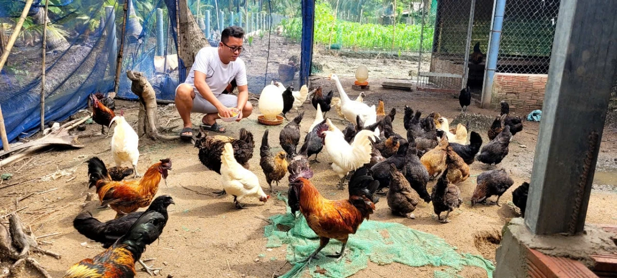 Anh Huỳnh Văn Hiếu còn là chủ trang trại gà đen của dân tộc H'Mông