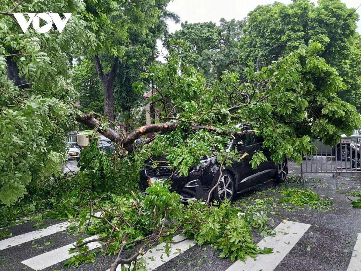 Khi trời mưa bão, các tài xế không nên đỗ xe dưới các khu vực có cây vì không may cành cây gãy hay đổ sẽ đè lên.