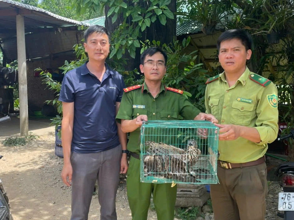 3 cá thể diều hâu được người dân giao nộp để thả về tự nhiên