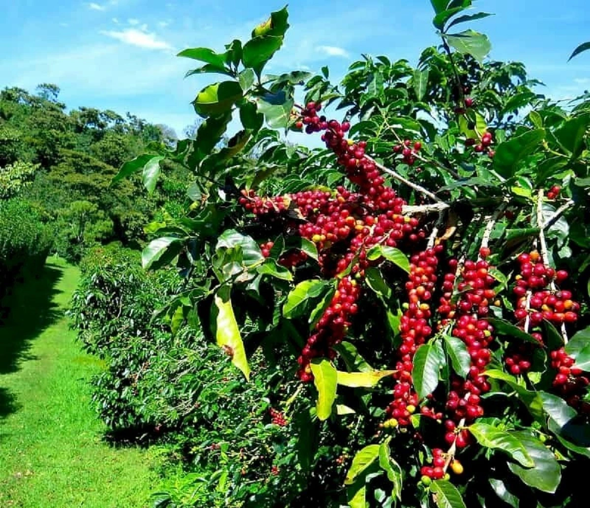 Cà phê tại Đắk Lắk có mức cao nhất khu vực Tây Nguyên là 122.300 đồng/kg