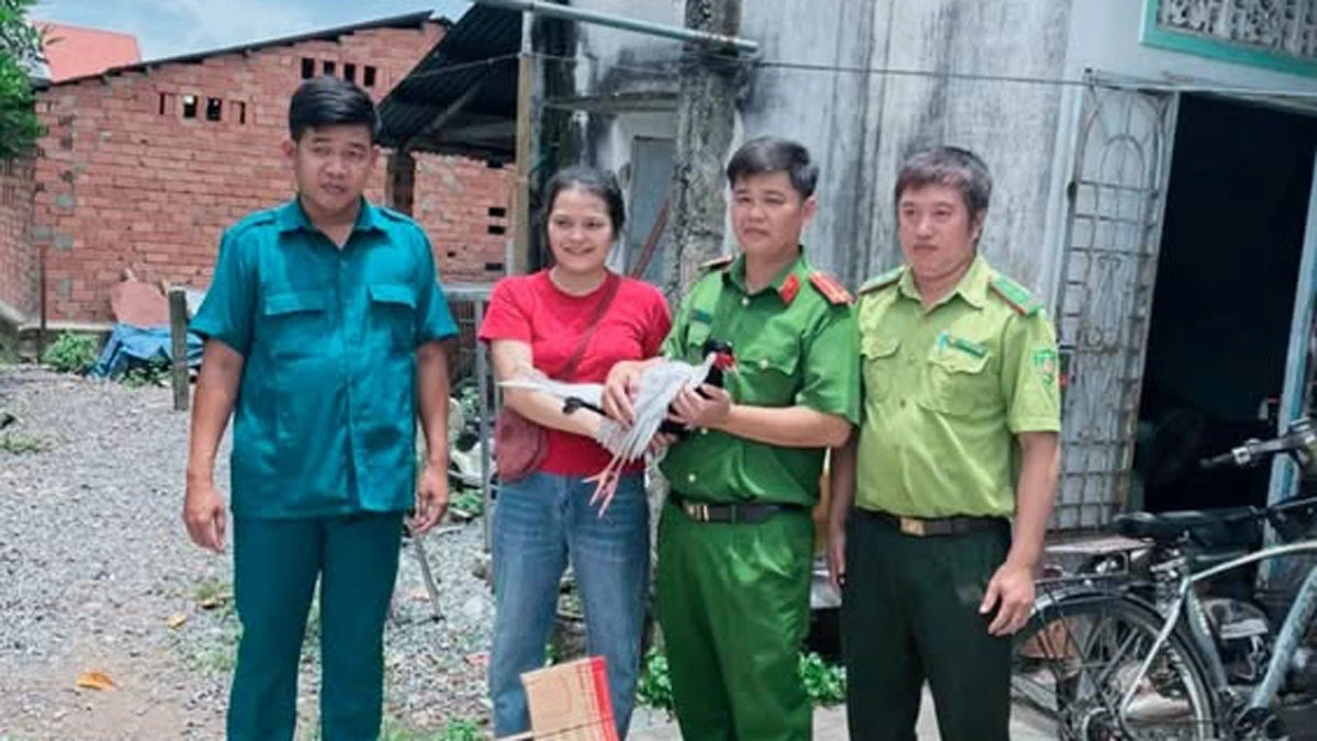 Chị Lợi bàn giao gà lôi trắng cho lực lượng chức năng