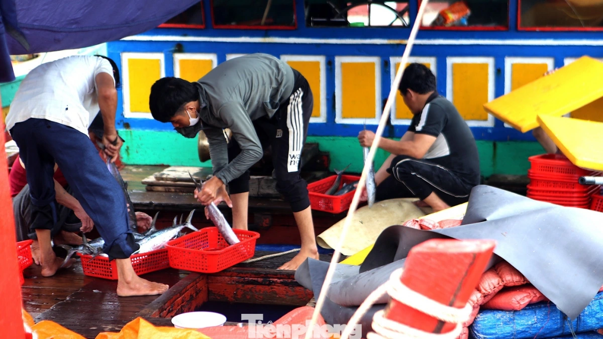 Thuyền của anh Ngô Văn Hiếu (trú xã Lộc Hà) ra khơi cách đây 6 ngày, sau khi nghe thông tin về bão đổ bộ đã cập cảng. Chuyến đi này tàu của anh đánh bắt được 1 tấn cá, chủ yếu là cá thu, cá bạc má, trị giá khoảng 150 triệu đồng