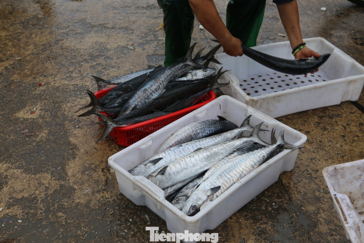 Cá sau khi đánh bắt vào bờ được thương lái thu mua tại cảng