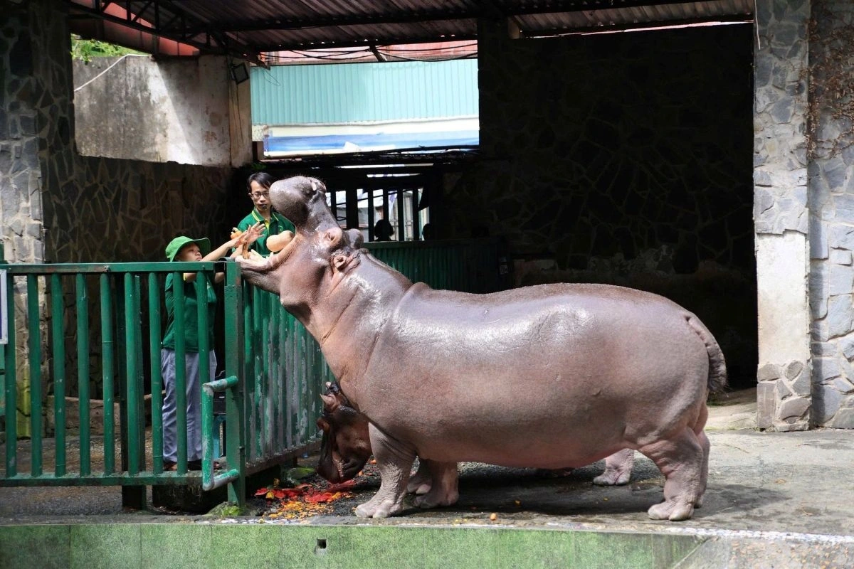 Nhân viên vườn thú cho hà mã ăn