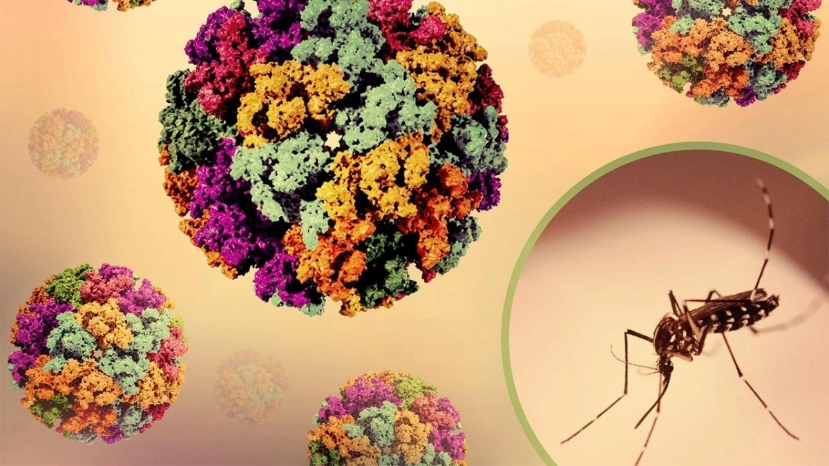 Bệnh Chikungunya lây truyền sang người qua muỗi bị nhiễm bệnh. Ảnh: MedPage Today
