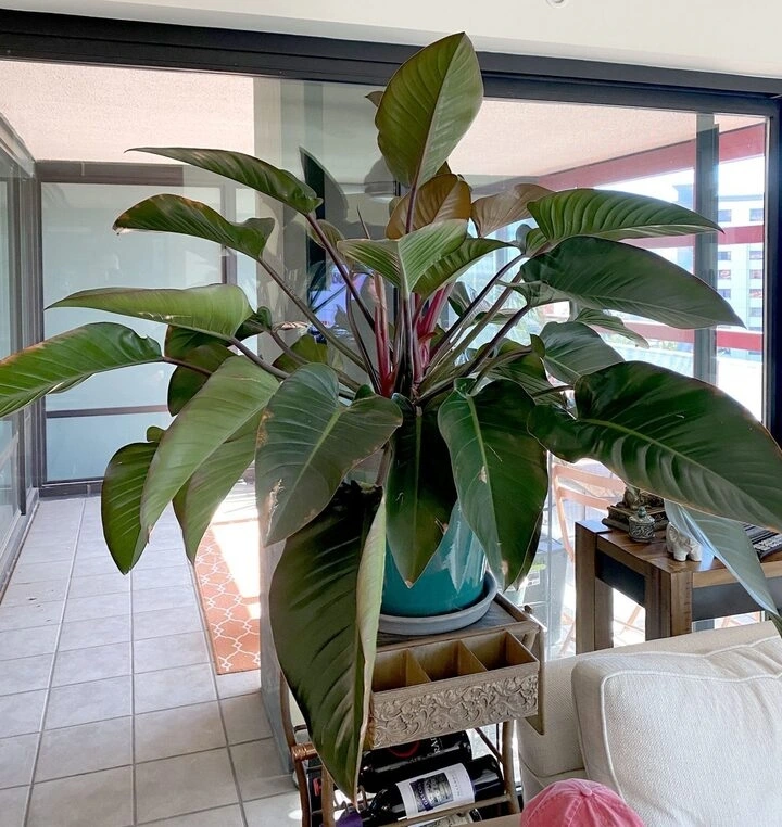 Vì sao người thành đạt thích trồng cây trầu bà đế vương? (Ảnh: Monstera)
