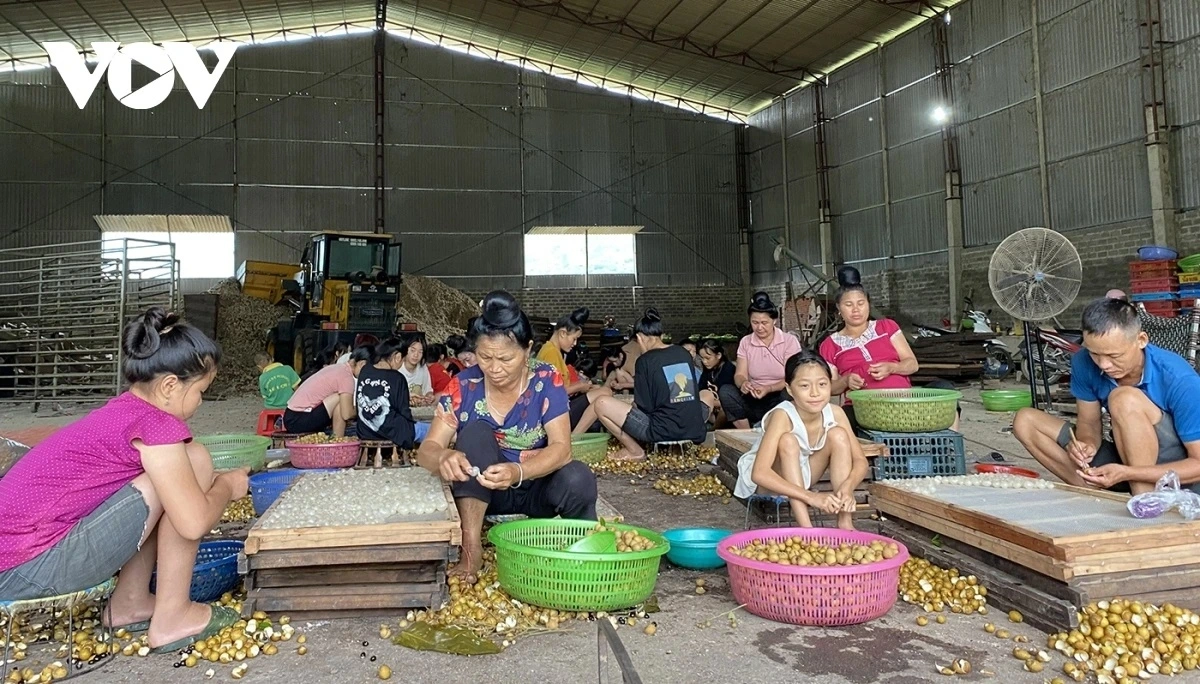 Các hợp tác xã và hộ nông dân đã đẩy mạnh sản xuất, chế biến long nhãn