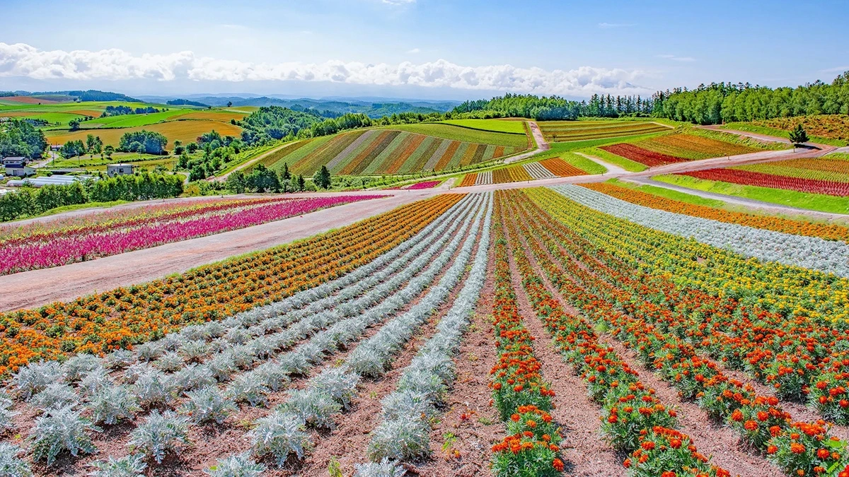 Furano, Hokkaido với những cánh đồng hoa bất tận. (Ảnh: JNTO)
