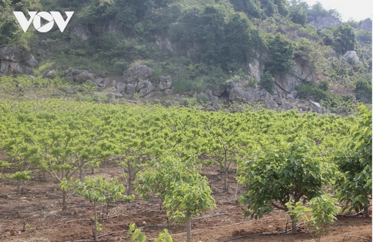 Na hiện được trồng chủ yếu ở khu vực Cò Nòi (huyện Mai Sơn cũ), tỉnh Sơn La