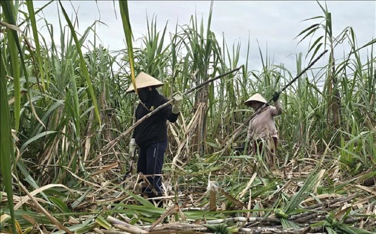 Ngành mía đường trong nước đang đối mặt với nhiều khó khăn