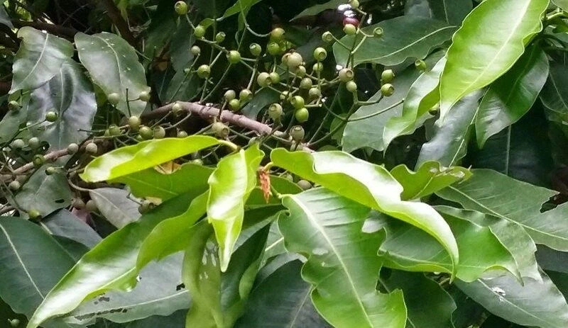 Quả và lá vối tươi được xem như một vị thuốc dân gian mang lại nhiều lợi ích cho sức khỏe