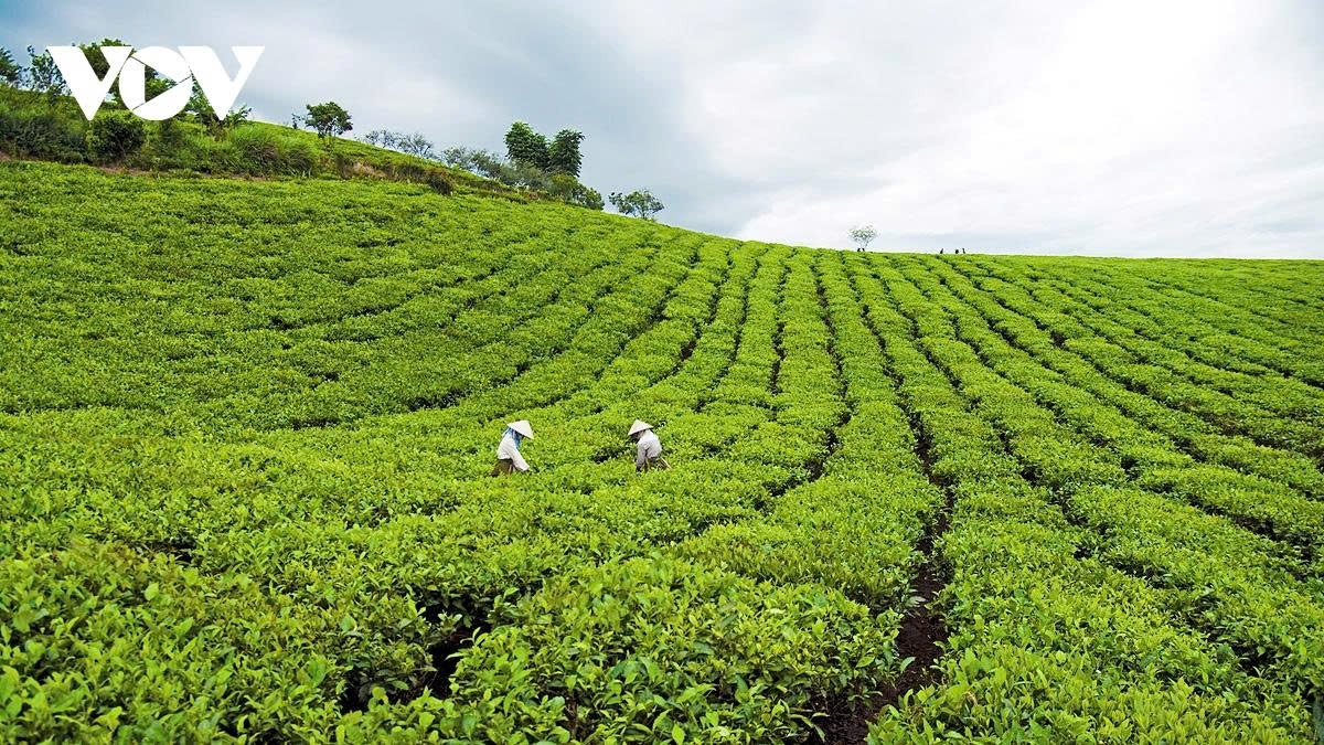 For many years tea hills have become typical tourism products on the Moc Chau plateau.