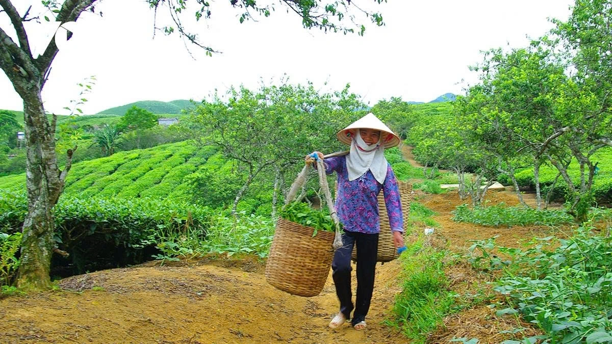 Tea leaves are then carried to the warehouse for processing.