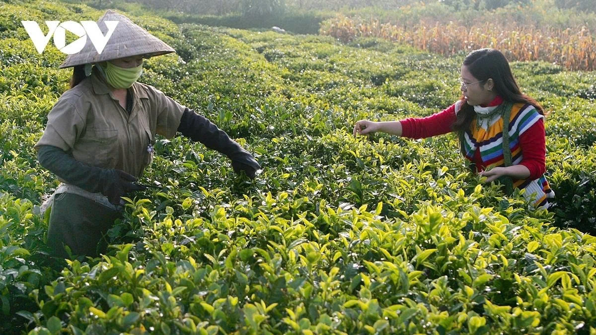 Visitors have the chance to experience harvesting tea with local farmers.