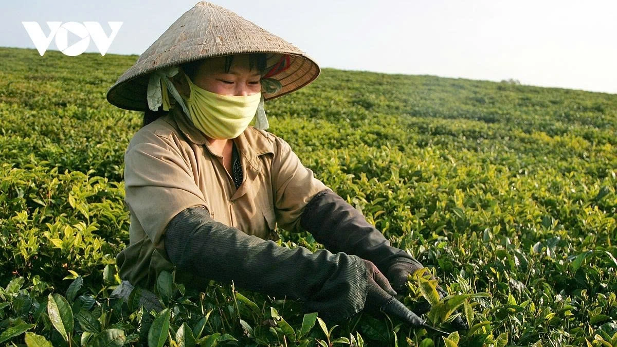 Moc Chau Olong tea specialty is a meaningful gift for tourists for their relatives and friends after their journey to the plateau.
