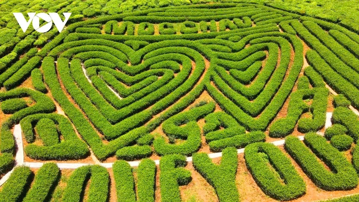The Moc Chau plateau is renowned for its unique beauty and is viewed as a popular place for visitors to take photos.