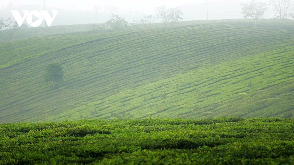 Visitors to the area can enjoy its magnificent natural beauty and peaceful atmosphere, especially during the early morning.