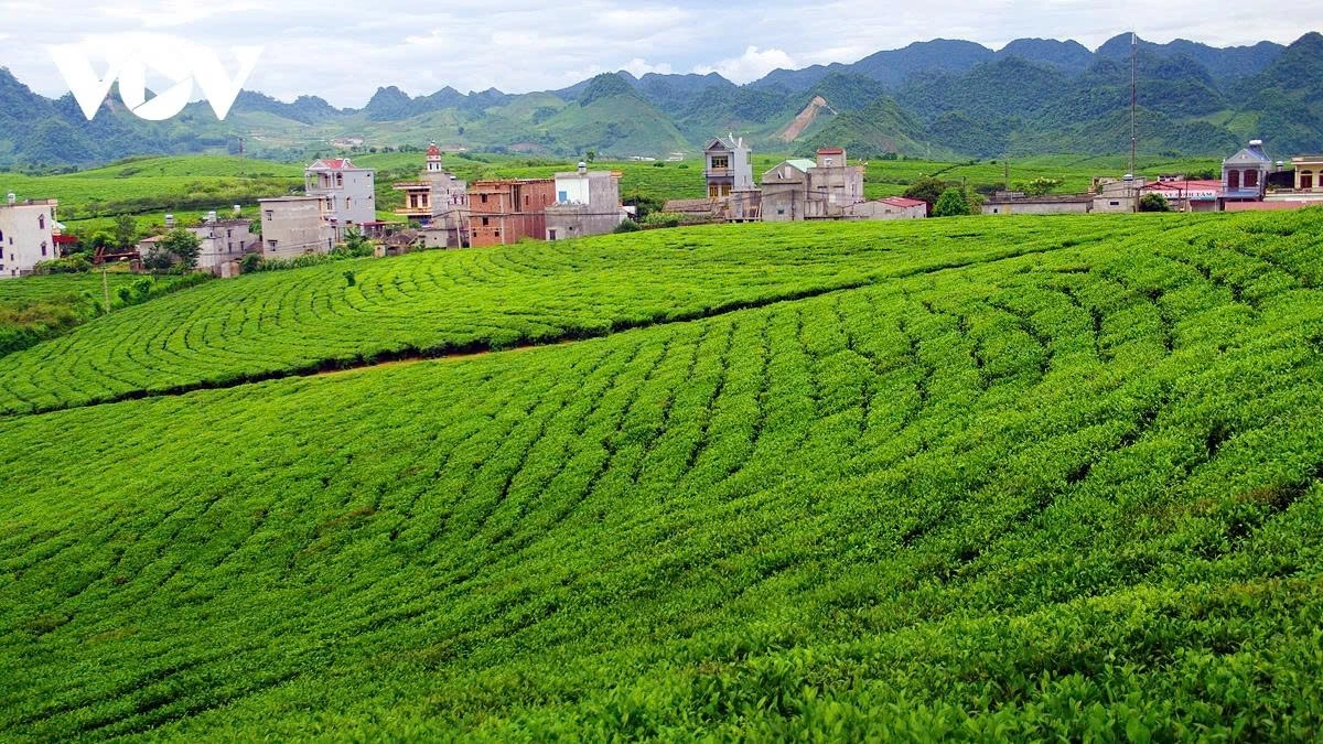Located at an altitude of over 1,000m above sea level, Moc Chau plateau has a cool climate all year around which is suitable for growing tea trees.