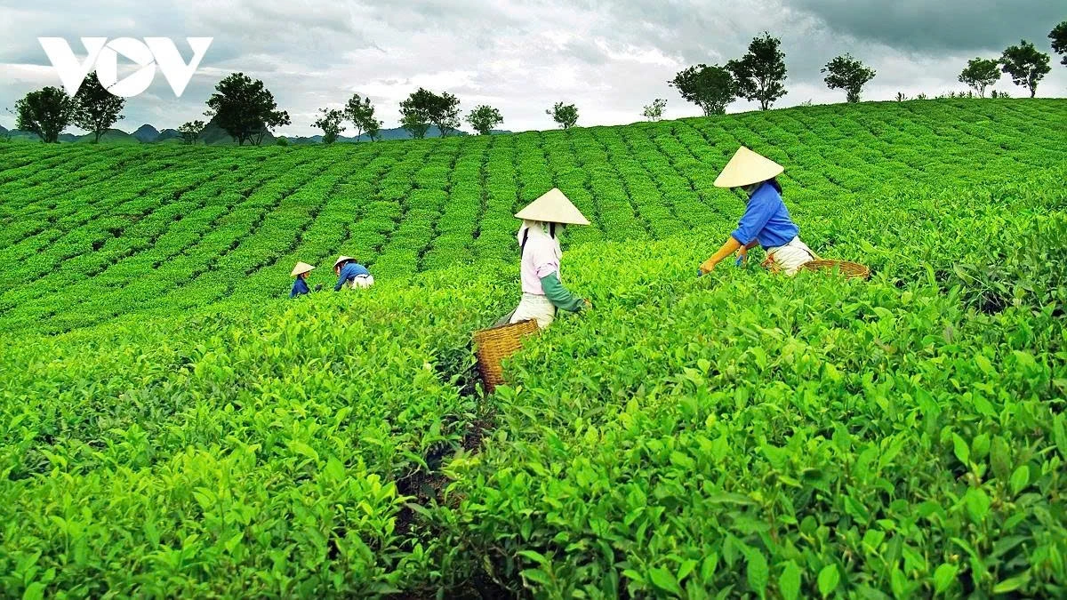 In August, the plateau transforms into a lush green landscape.