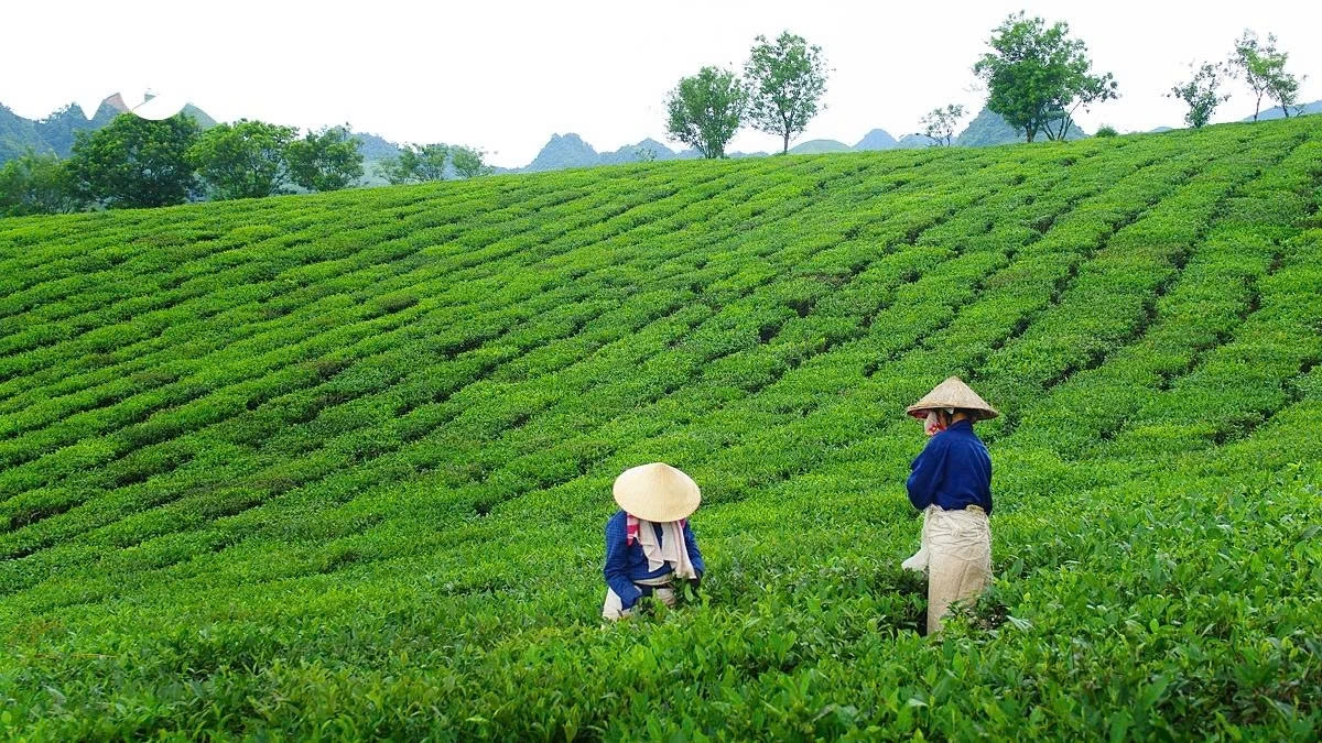 Many farmers share that early in the morning is the best time to harvest tea.