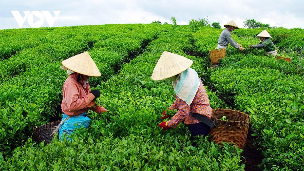 Farmers are busy harvesting tea which creates a bustling and vibrant picture in the plateau.
