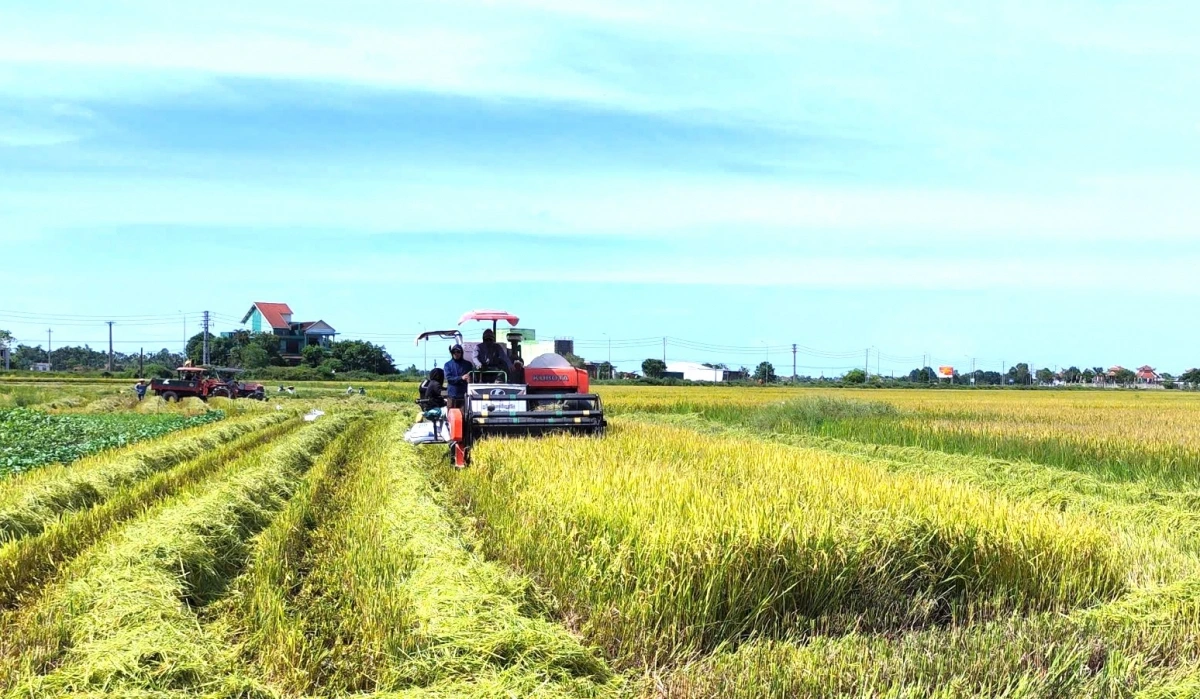 Người dân thành phố Huế tranh thủ gặt những trà lúa đã chín