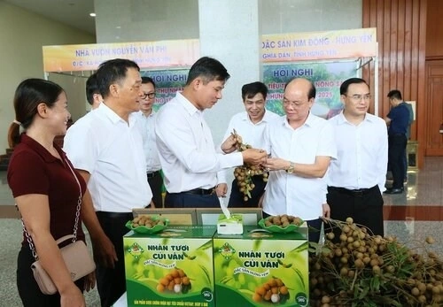 Hơn 50.000 tấn nhãn Hưng Yên sẽ đến Mỹ, EU và nhiều thị trường khó tính. Ảnh: Cổng TTĐT tỉnh Hưng Yên