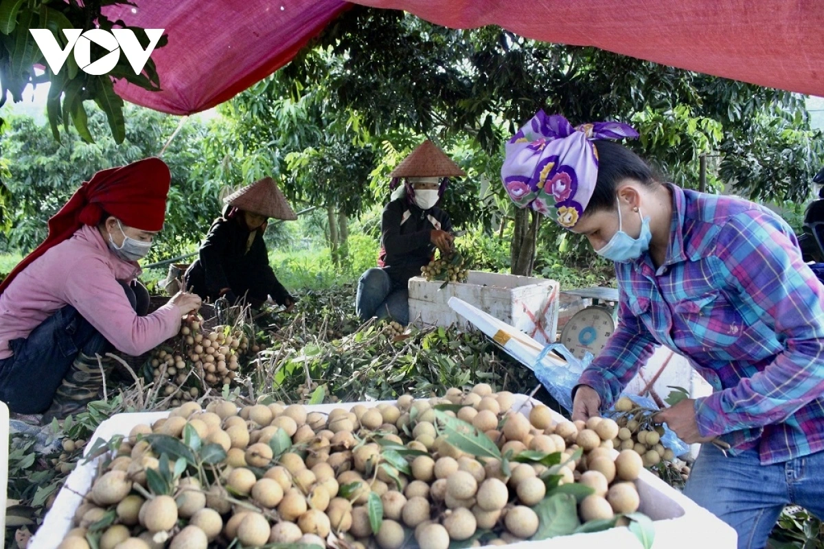 Hiện Sơn La đang chính vụ thu hoạch các loại quả nhãn, xoài, thanh long, chanh leo... 