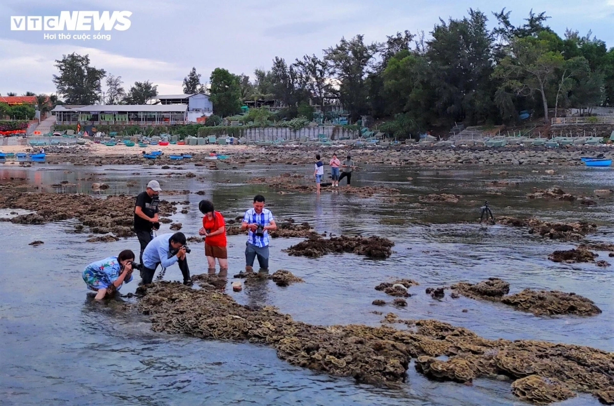 The stunning coral reefs of Hon Yen act like a magnet, drawing visitors, especially photography enthusiasts, who are eager to capture their vibrant beauty.