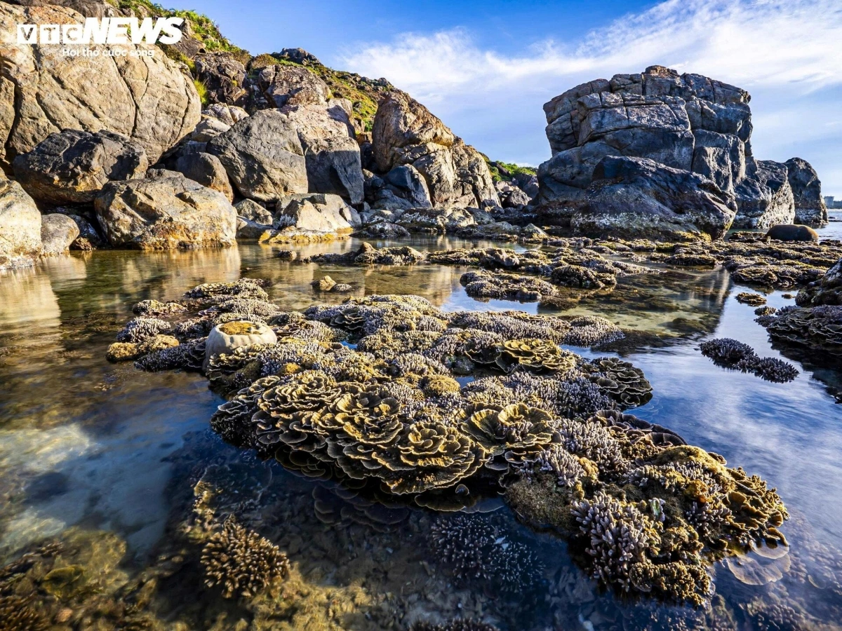 Nhon Ly fishing village in Gia Lai has long been a popular destination for nature enthusiasts and adventure seekers. Known for its rugged rocky cliffs and pristine white-sand beaches, the area also boasts a remarkably diverse and vibrant marine ecosystem.