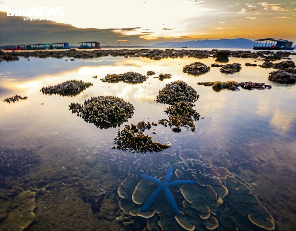 In late August, as the tide recedes, vibrant coral reefs emerge in full view, painting a stunning natural tableau of colour and texture.