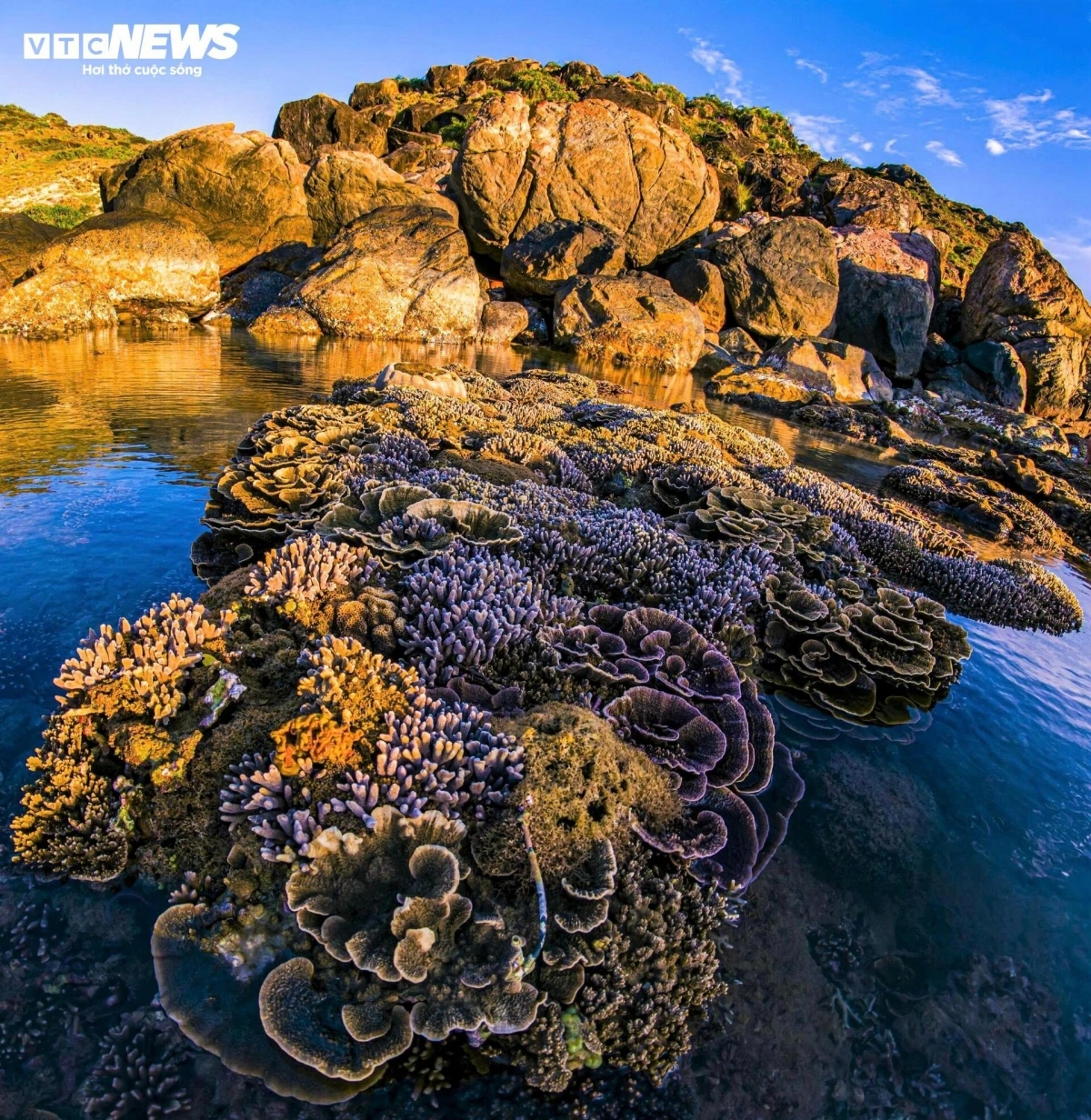 From March to August, as the tide recedes, a vibrant world of coral emerges in Nhon Ly fishing village, revealing a rare and captivating natural spectacle.