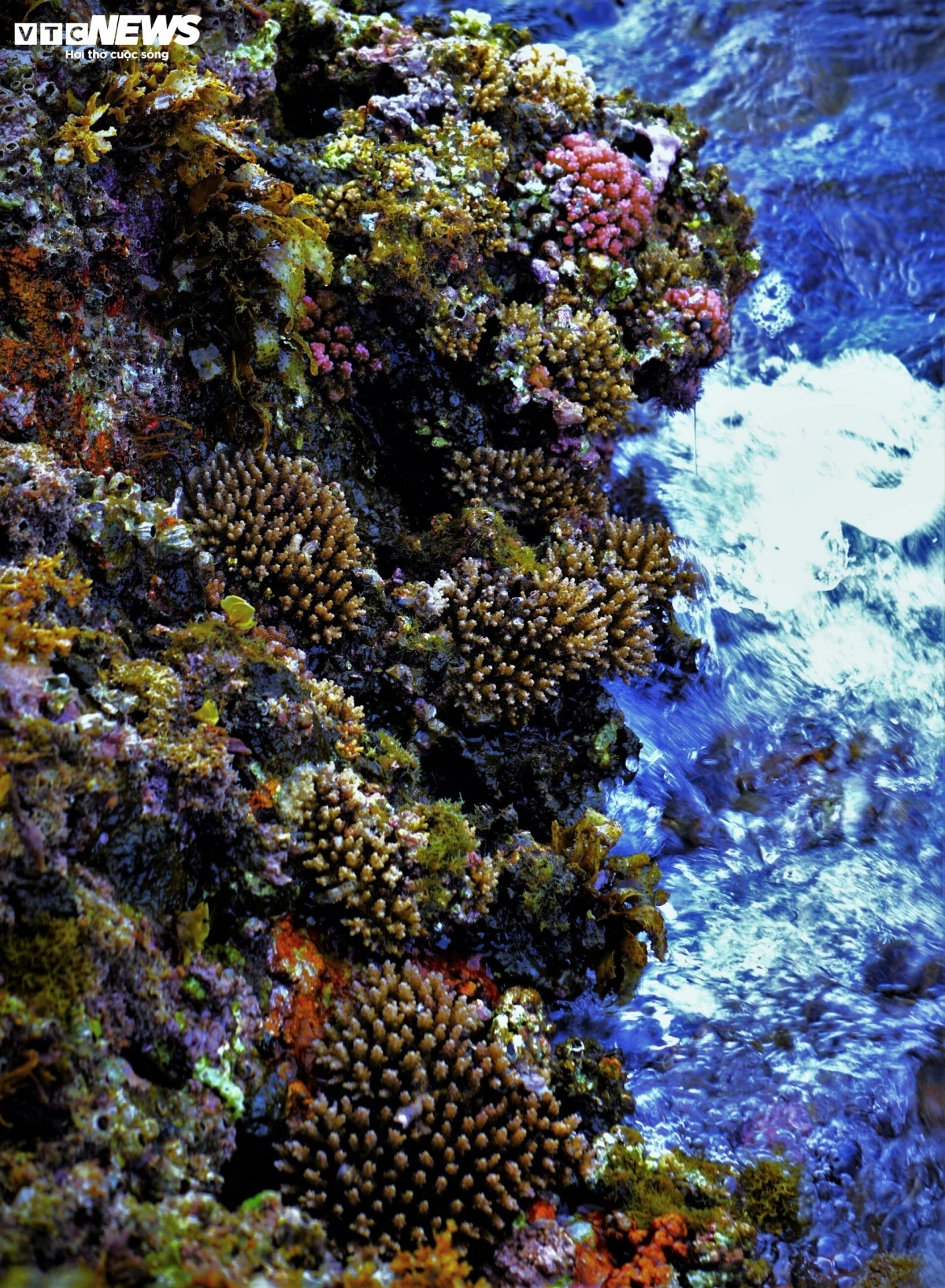 The pristine, vibrant coral reefs of Nhon Ly showcase the richness of its marine ecosystem, with each coral species playing a unique and vital role.