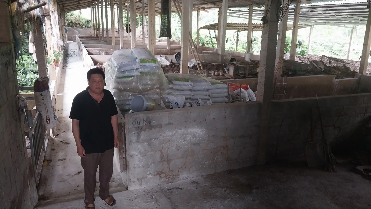 Trang trại của ông Lăng Văn Tính nằm tại khu vực xa dân cư ở thôn Cây Thị, xã Sơn Dương, tỉnh Tuyên Quang
vừa phải tiêu hủy đàn lợn hơn 150 con