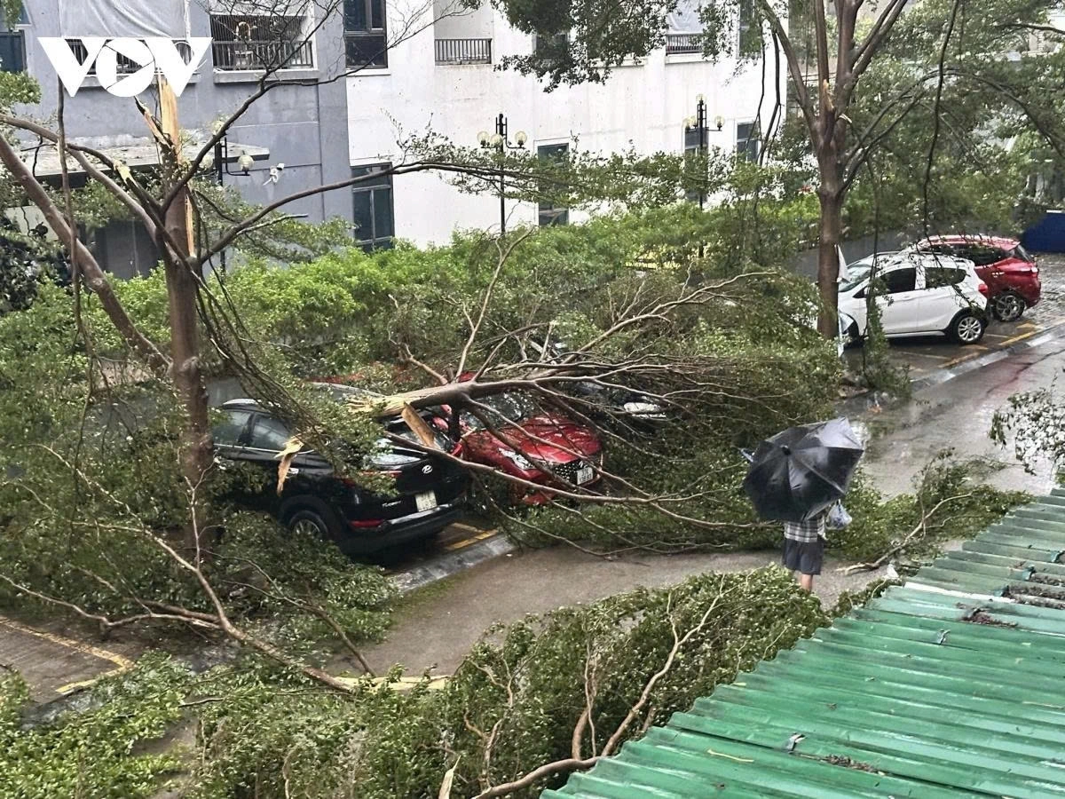 Strong storm winds exceeding 100 kmh uproot large trees, crushing cars in Nghe An.