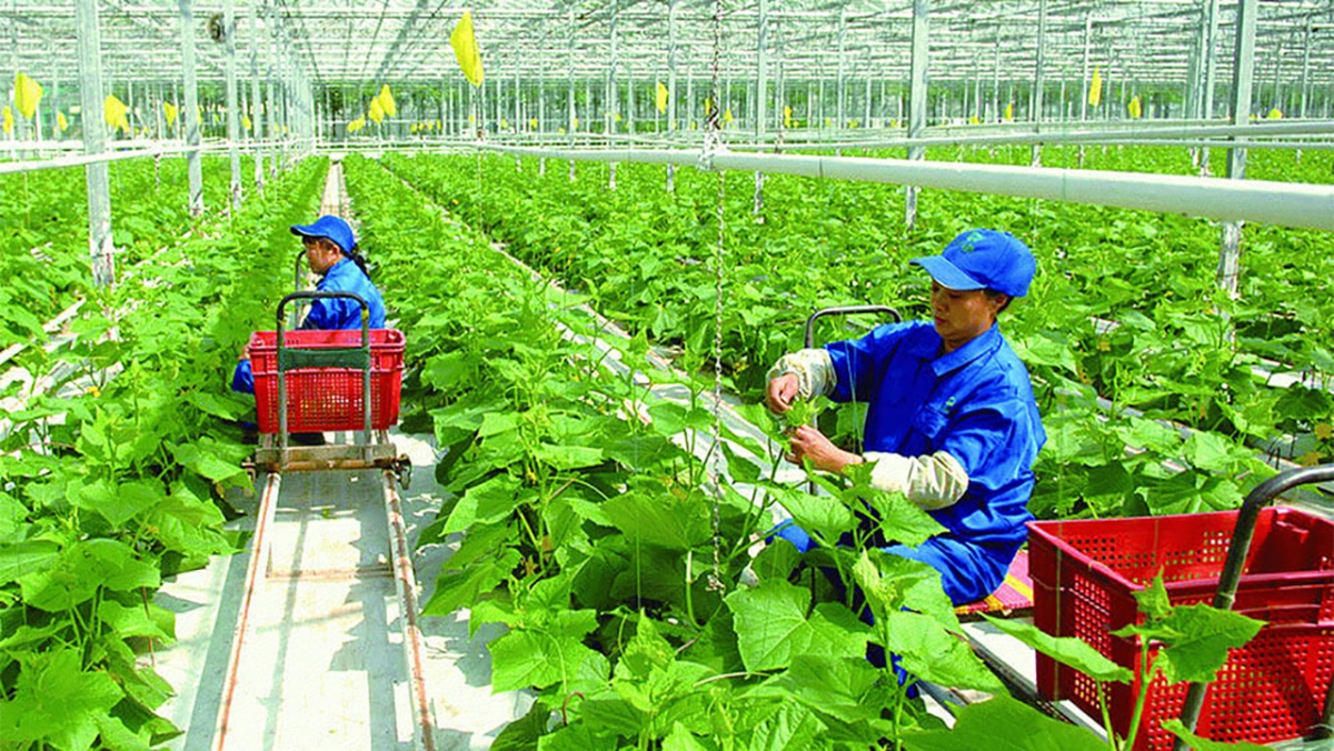 Phát triển nông nghiệp xanh ở Việt Nam và những vấn đề đặt ra. Ảnh KT