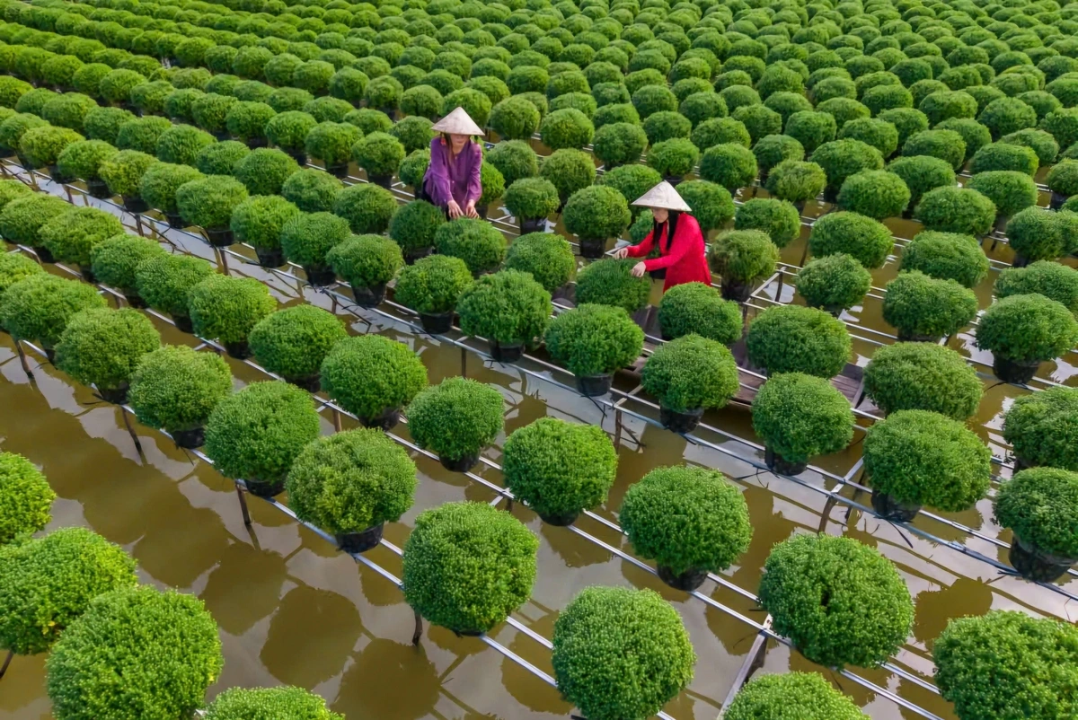 Sản xuất cây giống, hoa kiểng là nghề truyền thống đã giúp người dân xã Chợ Lách vươn lên làm giàu