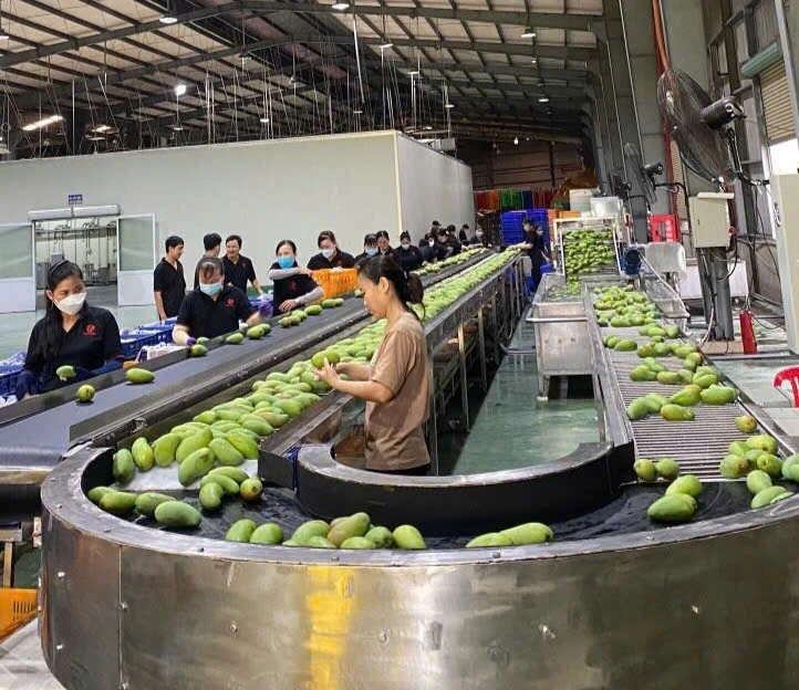 Hoạt động sơ chế trái cây xuất khẩu của công ty TNHH Nông sản Cát Tường (tại phường Đạo Thạnh, tỉnh Đồng Tháp)