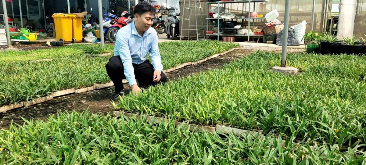 Cây giống Dứa MD2 chuẩn bị đưa ra thị trường